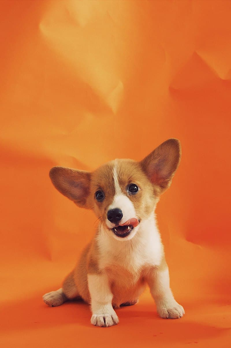 Chó corgi con thè lưỡi trên nền cam