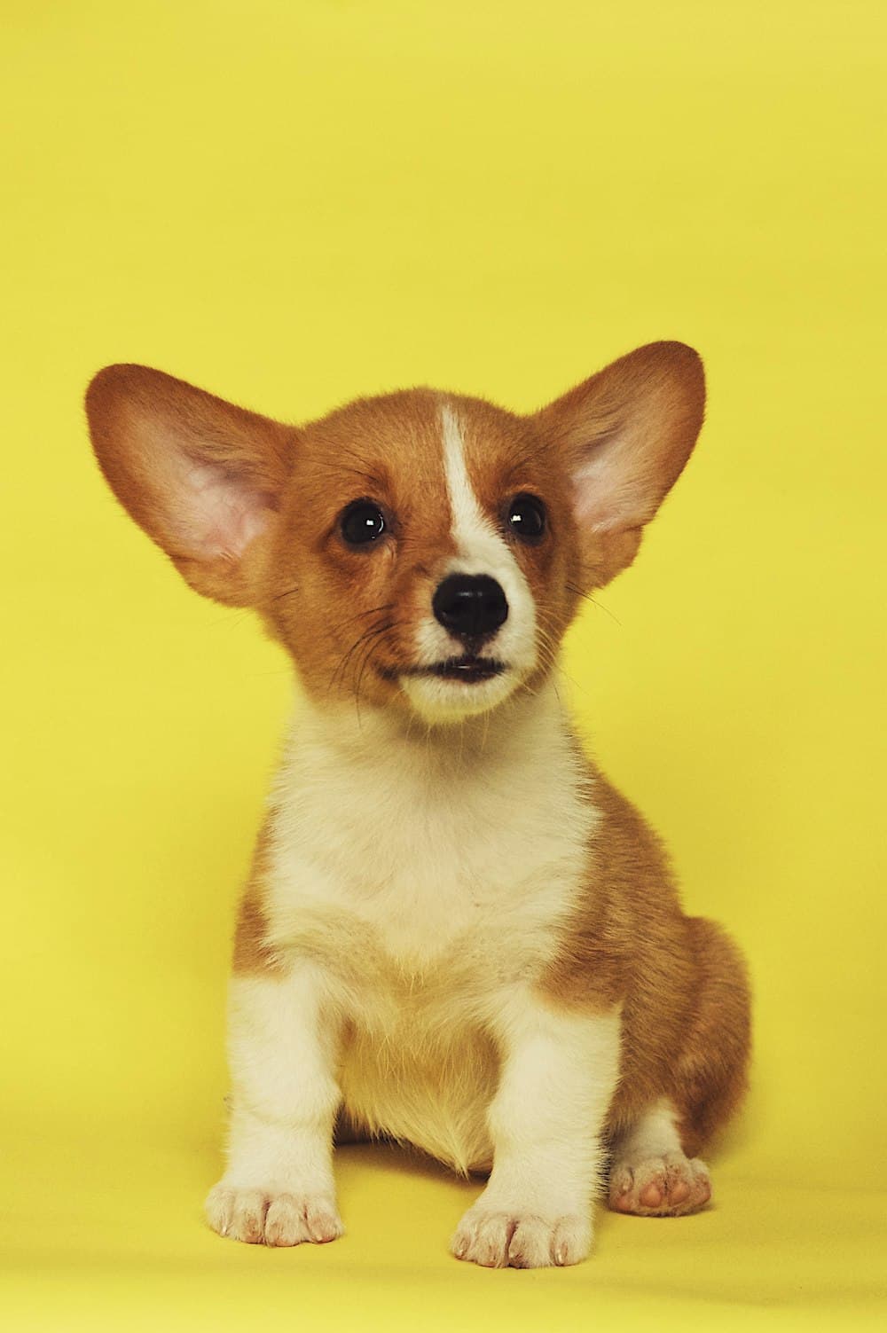 Chó corgi con ngồi trên nền vàng