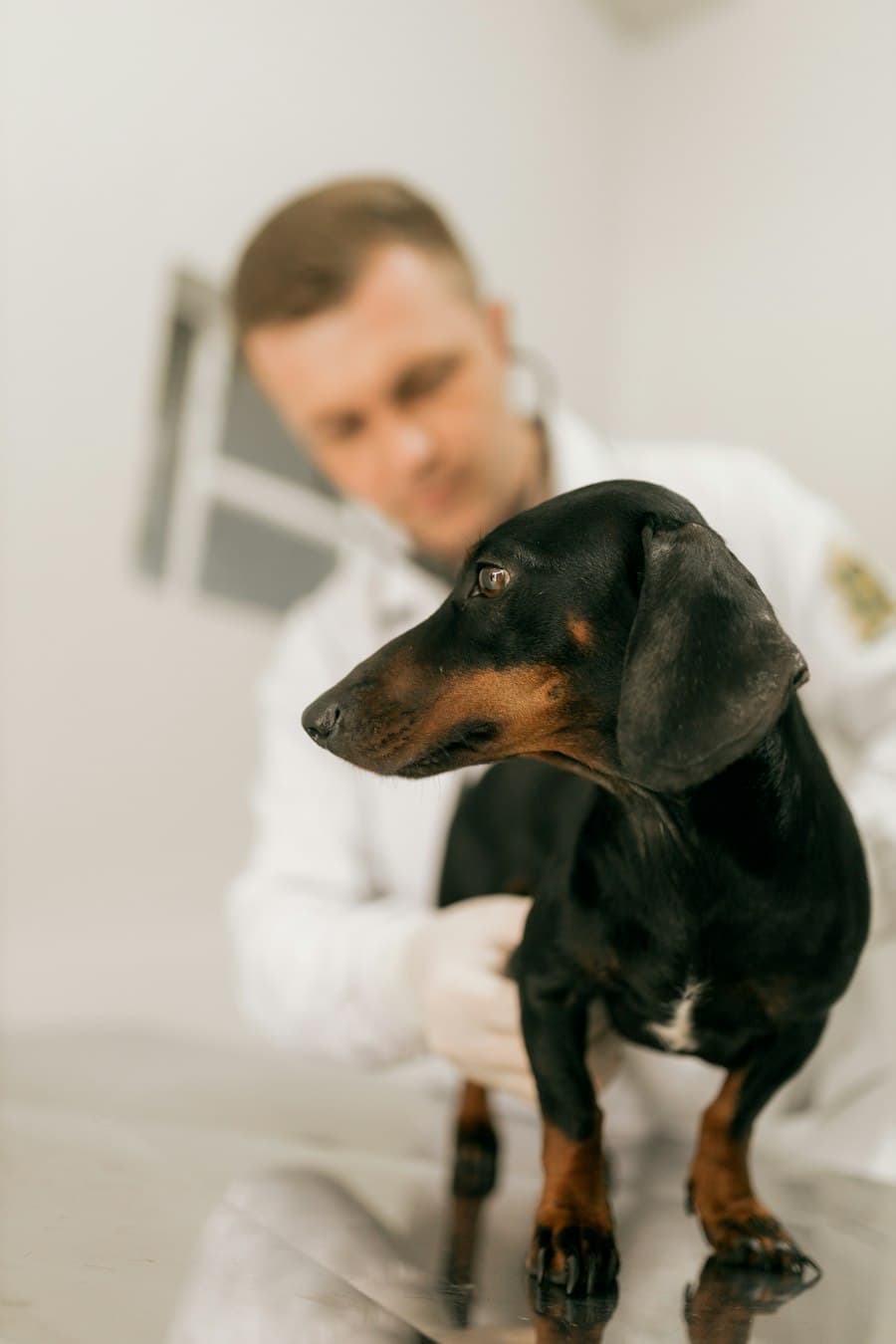 Bác sĩ thú y đang khám cho một chú chó dachshund